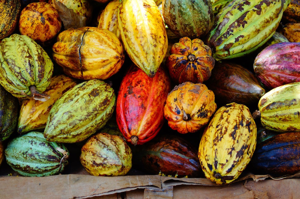 Stack Macro of Cocoa pods from Samana, Dominican republic